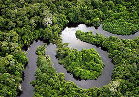 Floresta - Meio Ambiente - Rio - Foto: Agência Câmara de Notícias
