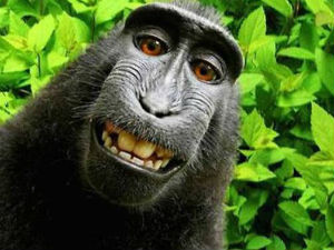 Selfie macaco Naruto