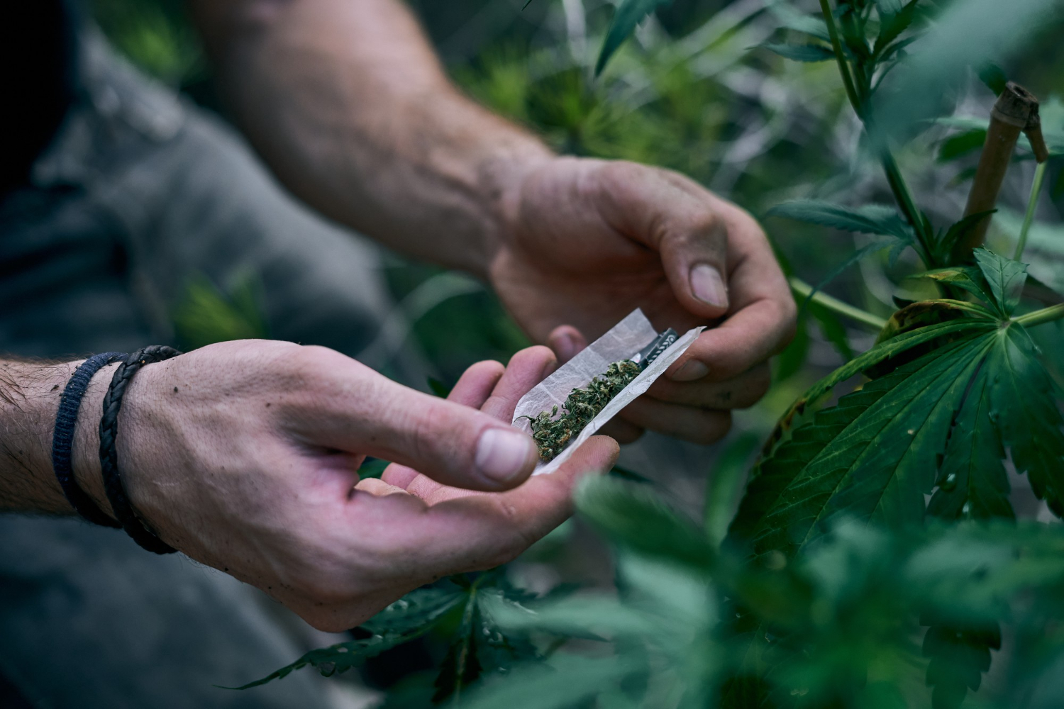 Ministro concedeu ordem de ofício para desclassificar acusação de tráfico contra homem detido com 15 gramas de maconha