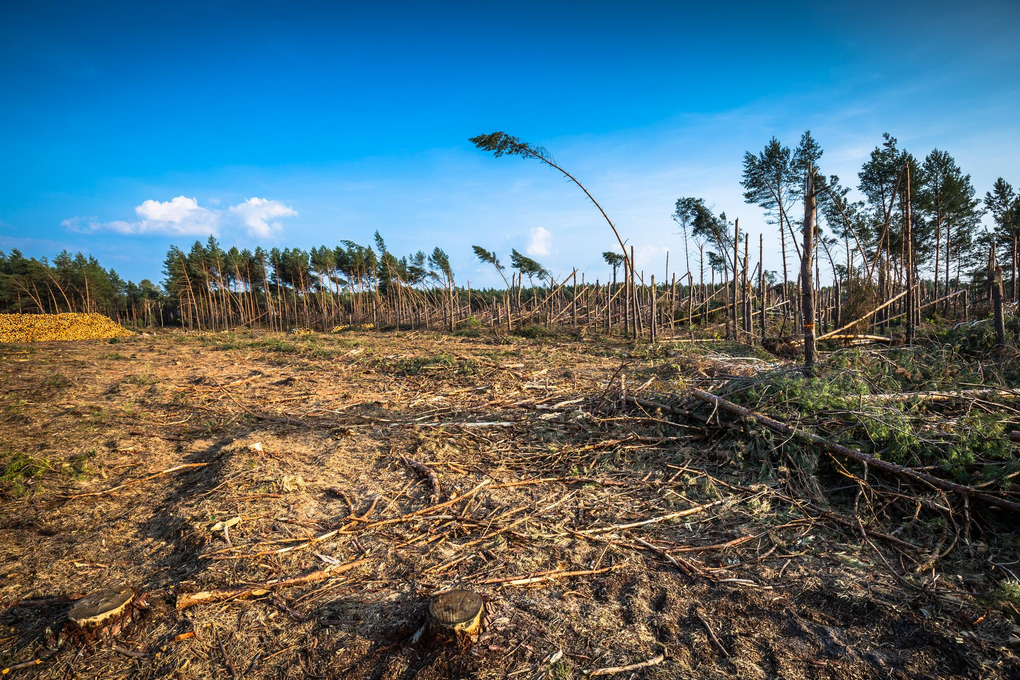 desmatamento dano ambiental queimada