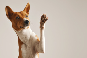 cachorro, animal, fofo