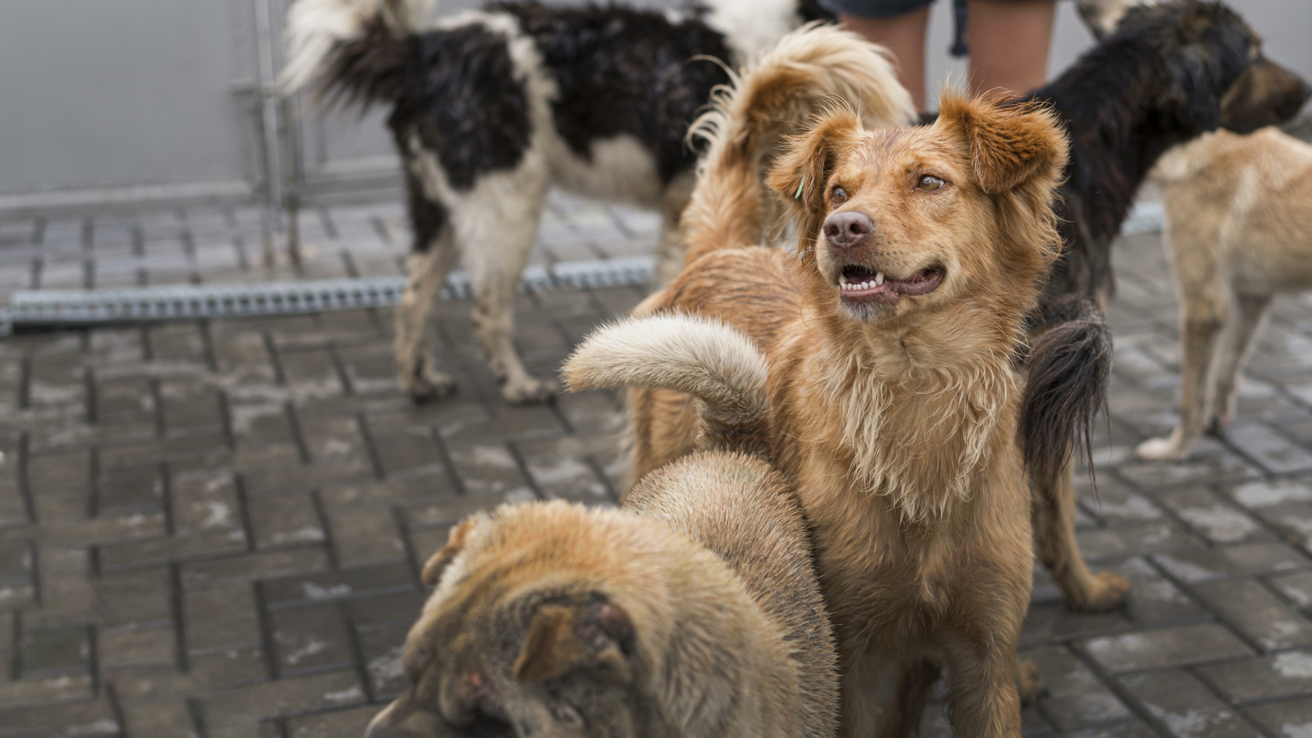 cachorros fofos em abrigo esperando adoção